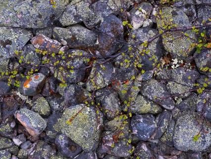 Stones, forming ancient, tidal shoreline, covered in lichen, and Dwarf Birch (Betula nana),