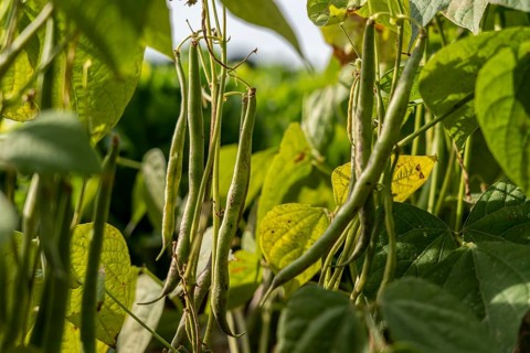 Agriculture, bush beans, growing in a field