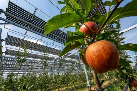 Agri-photovoltaic test plant, an apple tree plantation with two different systems of PV modules was