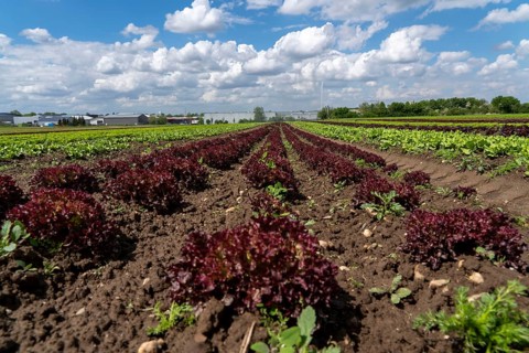 Agriculture, lettuce growing in a field, Lollo Bionda and Lollo Rossa, in long rows of plants,