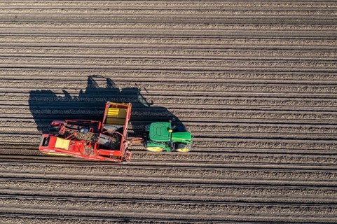Potato harvesting, so-called split harvesting method, first the tubers are taken out of the ground