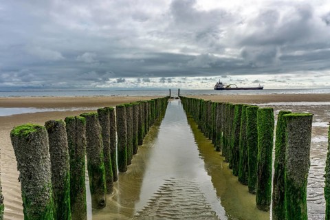 North Sea coast in Zeeland, called Zeeland Riviera, breakwater, made of wooden piles, near