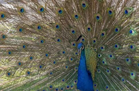 Indian peafowl (Pavo cristatus), Mount Filerimos, Rhodes, Dodecanese, Greek island, Greece, Europe
