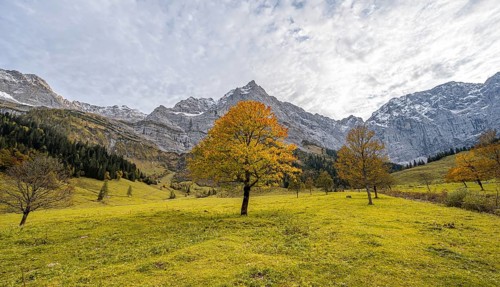 Maple tree with autumn leaves, autumn landscape in Rißtal with Spritzkarspitze, Großer Ahornboden,