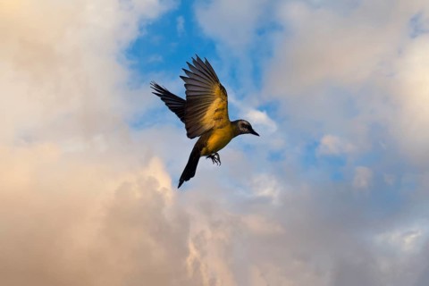 Flying White throated Kingbird, Tyrannus albogularis, Amazon Basin, Brazil, South America