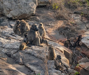 Herd of chacma baboons (Papio ursinus), animal family with adults and cubs, sitting on stones,