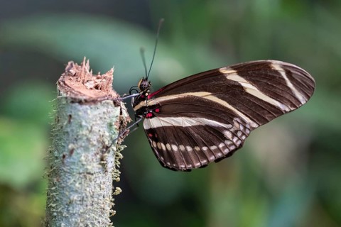 Zebra longwing (Heliconius charithonia), striped butterfly sitting on a branch, Alajuela province,