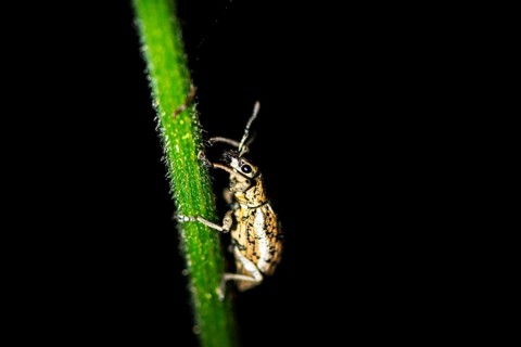 Weevil (Exophthalmus) sitting on a stem at night, at night in the tropical rainforest, Refugio