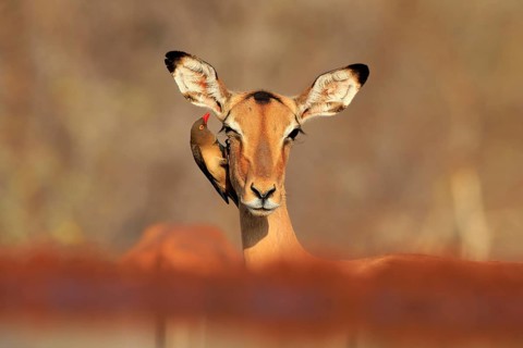 Black heeler antelope (Aepyceros melampus), adult, female, portrait, with red-billed oxpecker