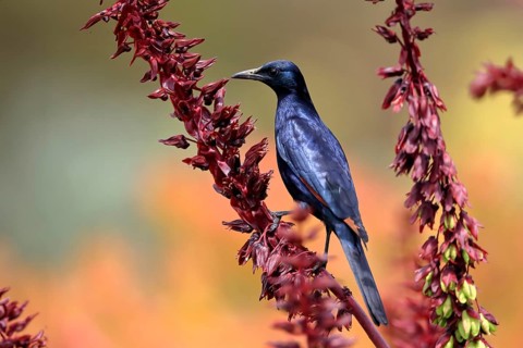 Red-winged starling (Onychognathus morio), adult, male, foraging, on honeybush (Melianthus major),