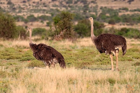 South African ostrich (Struthio camelus australis), common ostrich, adult, female, two females,