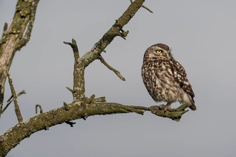 Little owl (Athene noctua), Emsland, Lower Saxony, Germany, Europe