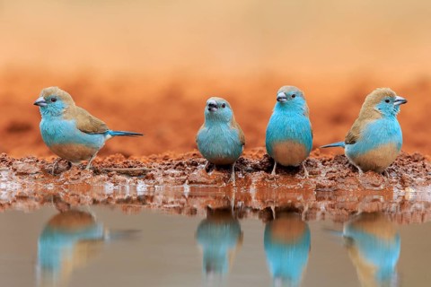 Blue-winged Oriole (Uraeginthus angolensis), Angola Butterfly Finch, adult, at the water, group,