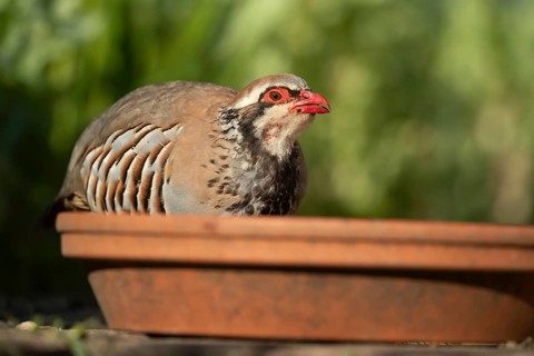 Red legged partridge (Alectoris rufa) adult bird drinking water from a garden plant pot saucer in