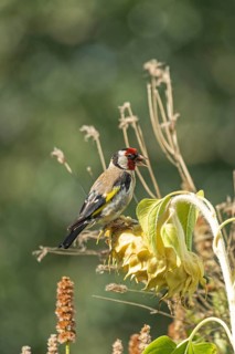European goldfinch (Carduelis carduelis), also known as goldfinch, sitting on a faded sunflower,