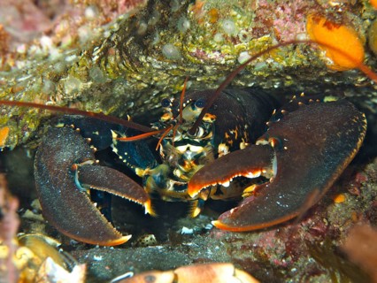 Common lobster (Homarus gammarus), dive site Maharees Islands, Castlegregory, Co. Kerry, Irish Sea,