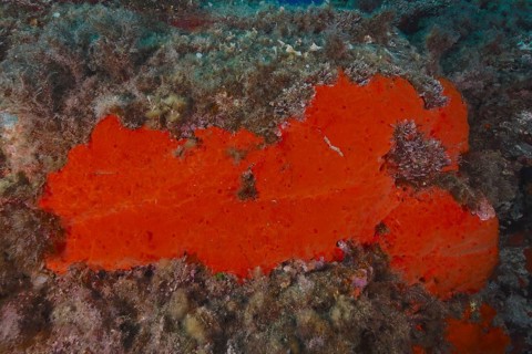 Red crustose sponge (Crambe crambe) in the Mediterranean Sea near Hyères, dive site Giens