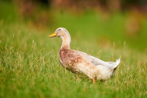 Domestic duck (Anas platyrhynchos domesticus) walking on a meadow, Wildpark Aurach Kitzbühel,