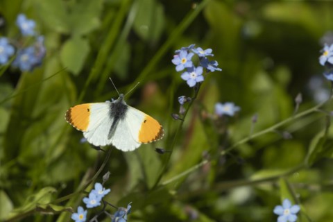 Orange tip (Anthocharis cardamines) butterfly feeding on a Forget-me-not flower in the springtime,