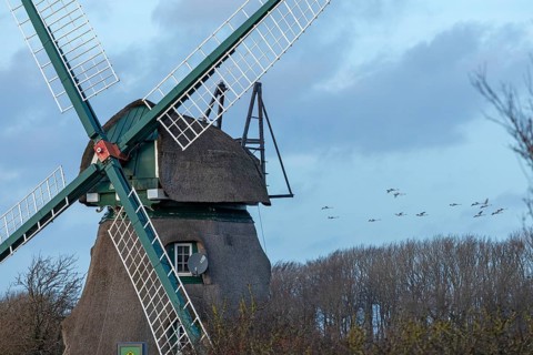 Charlotte windmill, flying swans, Goldhöft, Geltinger Birk, Gelting, Schleswig-Holstein, Germany,