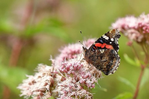 Red admiral (Vanessa atalanta), on common water aster (Asteraceae), wings closed, underside of