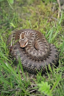 Common european viper (Vipera berus), North Rhine-Westphalia, Germany, Europe