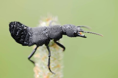 Devil's coach-horse beetle (Ocypus olens) in defence posture, North Rhine-Westphalia, Germany,