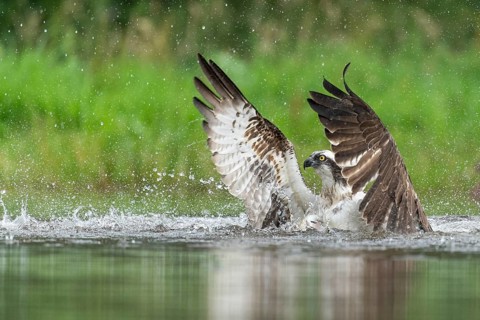 Western osprey (Pandion haliaetus) hunting, Aviemore, Scotland, Great Britain