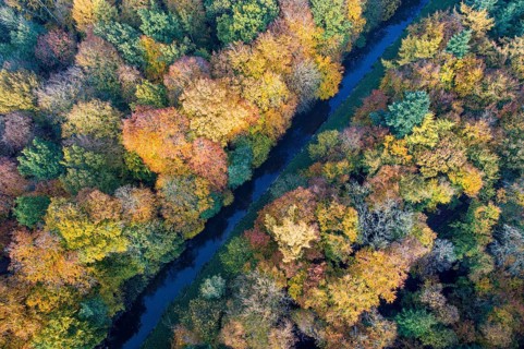 Mixed forest in autumn, colouring, aerial view, forest, autumnal, district Vechta, Moorbach, Daren,