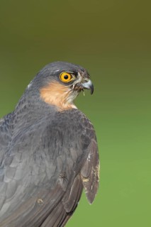 Eurasian sparrowhawk (Accipiter nisus) adult male bird portrait, England, United Kingdom, Europe