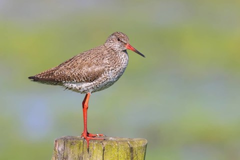 Common redshank (Tringa totanus) standing on a pasture fence, snipe bird, spring, wildlife, Hüde,