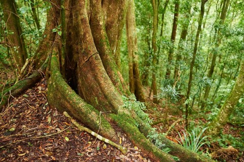 Roots of a sequoia beside a little walking path going through the rainforest in spring, Lamington