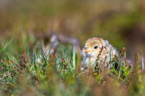 Chick of Red-legged Partridge, Alectoris rufa, North York Moors National Park, Yorkshire, England,