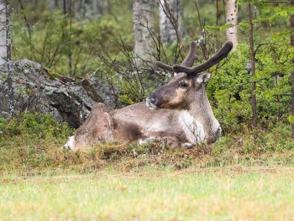 Reindeer (Rangifer tarandus), male resting at edge of meadow, with velvet on developing horns, May,