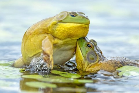 Bull frogs Lithobates catesbeianus. Male bull frog jumping on another male for a territorial fight