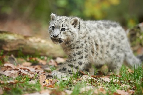 Snow leopard (Panthera uncia) or (Uncia uncia) cute cub in a forest, captive