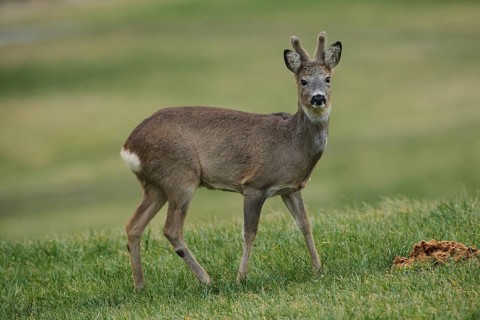 European roe deer (Capreolus capreolus) buck in winter coat and velvet antlers secured in the
