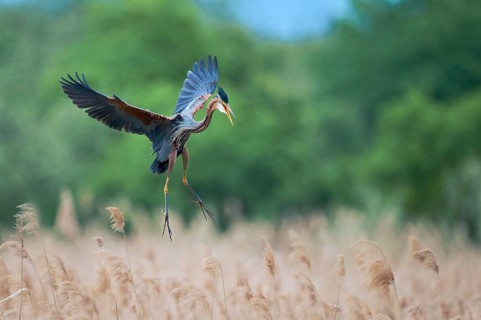 Purple heron (Ardea purpurea) in flight, Baden-Württemberg, Germany, Europe