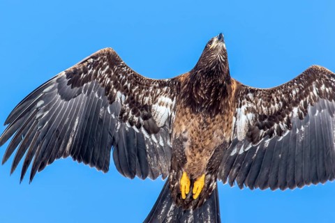 Pygargue à tête blanche. Haliaeetus leucocephalus. Pygargue à tête blanche juvénile en vol. Gros