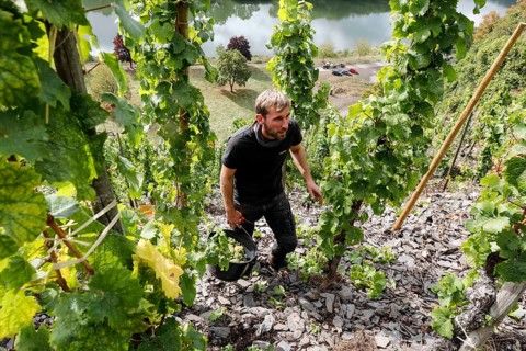 Winemaker Kilian Franzen harvesting Riesling grapes in one of the steepest vineyards in Europe,