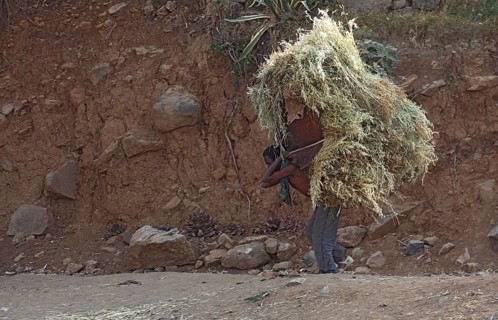 In the highlands between Mekele and Lalibela, farmer carries his cut grain home on his back,