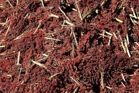 Sorghum bicolor, also known as durra grain, broom grain, guinea grain, shallu, milo or jowar, genus