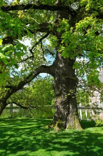 English oak (Quercus robur) in spring, Münsterland, North Rhine-Westphalia, Germany, Europe