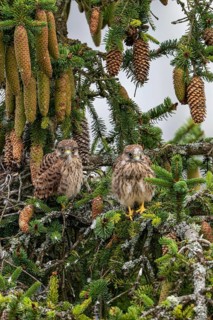 Common kestrel (Falco tinnunculus), two young birds not yet able to fly sitting on a branch outside