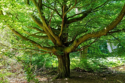The Sababurg primeval forest, also known as the Reinhardswald primeval forest, is a nature and