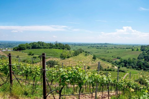 View from the Kastanienbusch vineyard, Birkweiler, German or Southern Wine Route, Southern