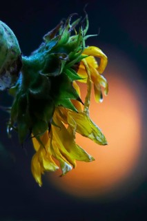 Sunset, Sunflower, Germany, Europe