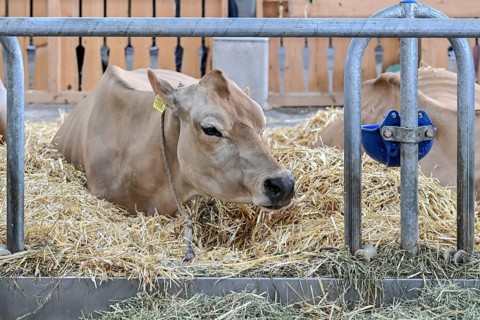 Dairy cow Jersey