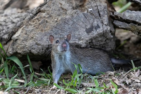Brown rat (Rattus norvegicus) under dead wood, Austria, Upper Austria, Europe