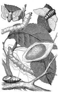 The developmental stages of the silk moth, mulberry moth, Bombyx mori, illustration from 1880,